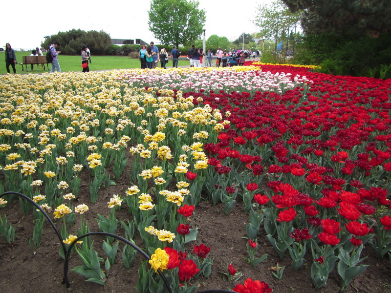 Festival des tulipes